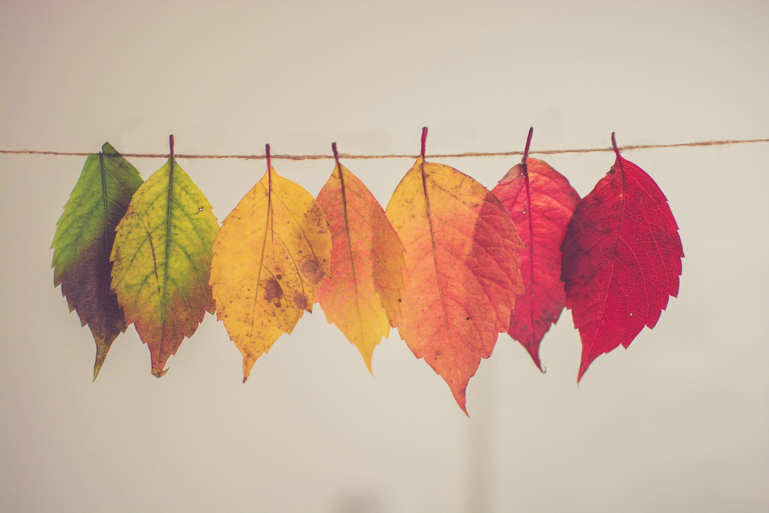 Seven leaves in varying colors from green to red hang on a string against a neutral background.