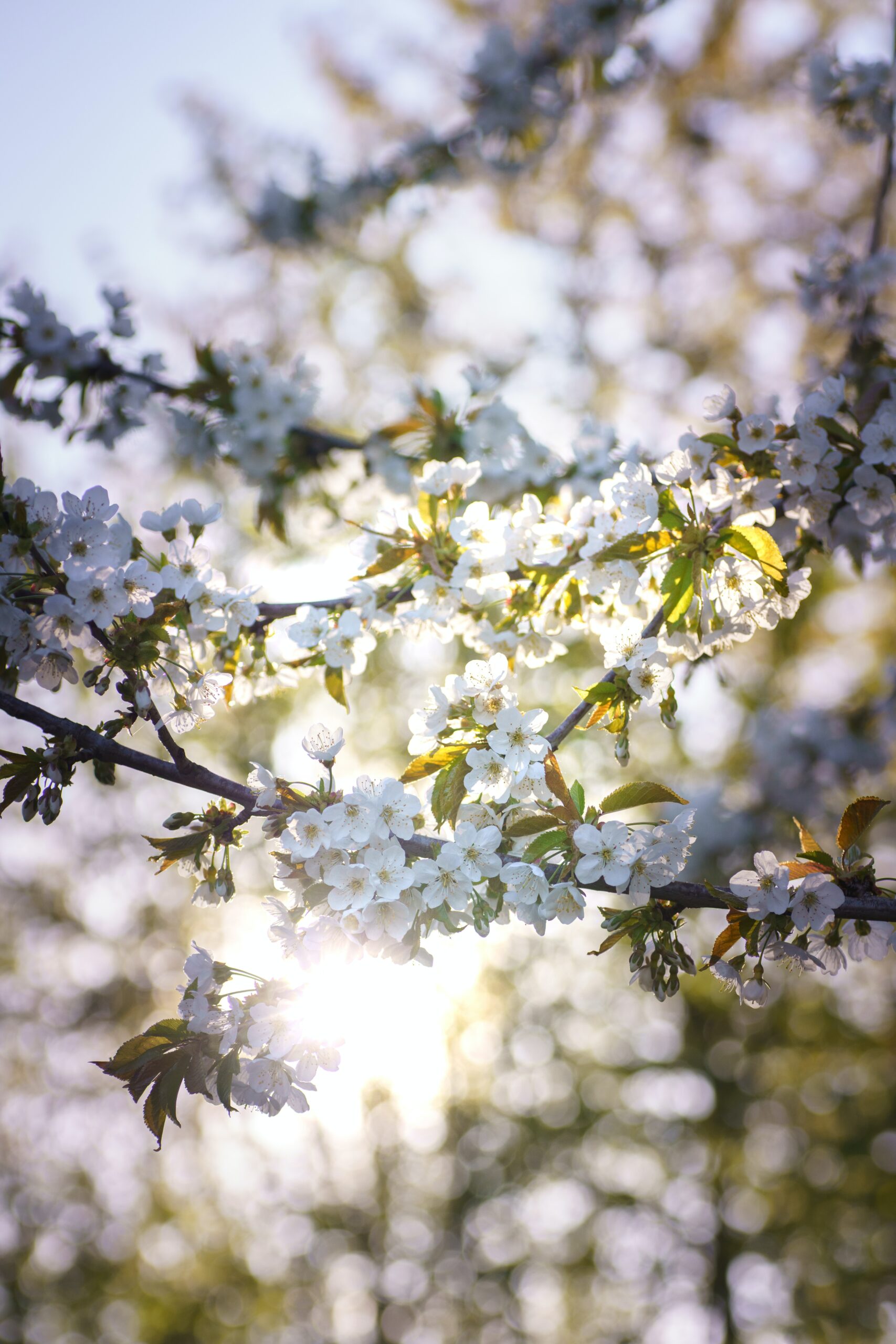 Sunlight filtering through a branch of blooming white cherry blossoms against a blurred background.