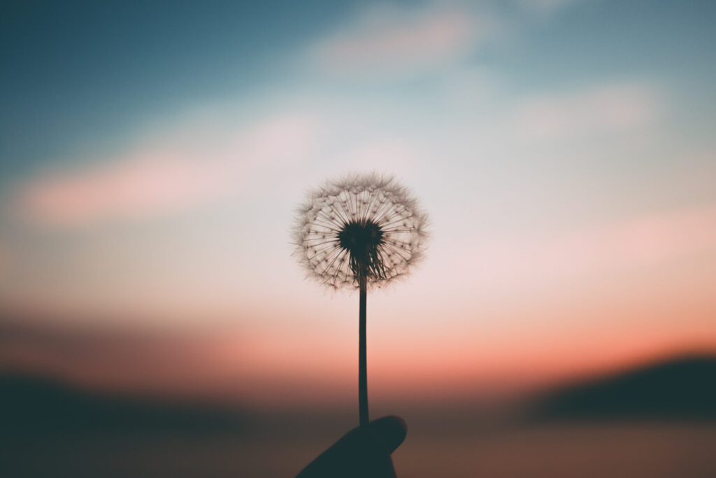 dandelion against sky with rising sun