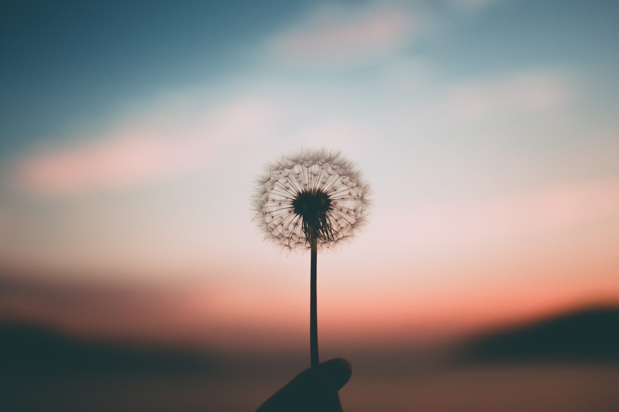 dandelion against sky with rising sun