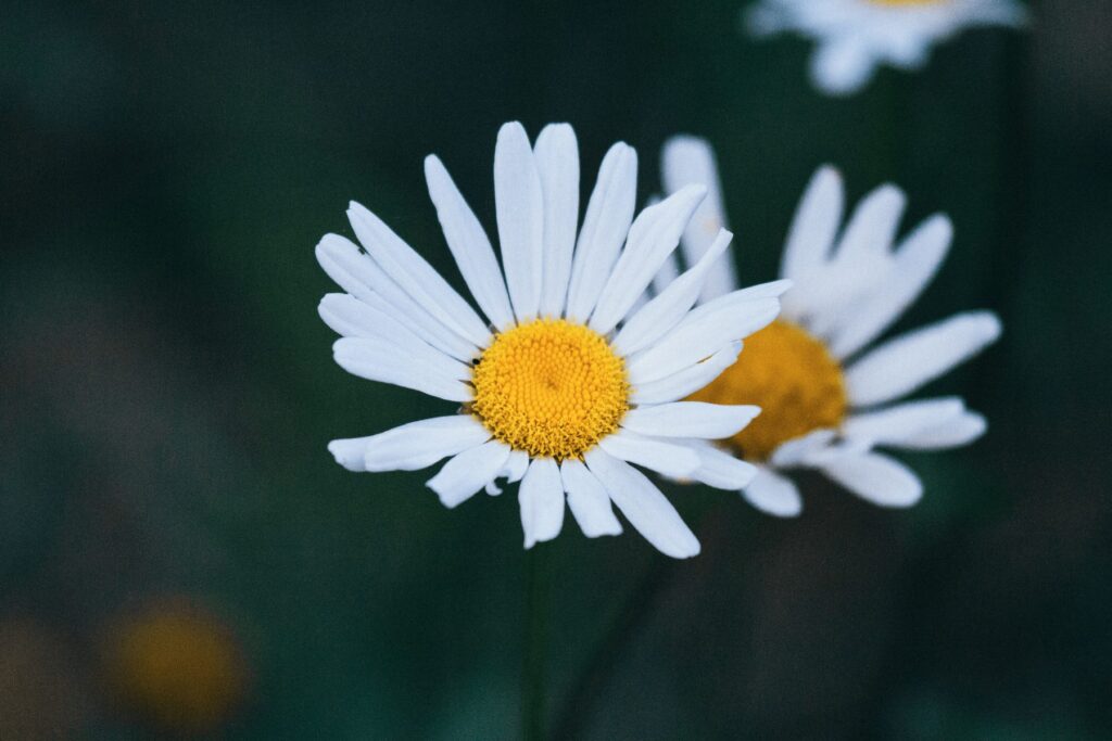 daisies