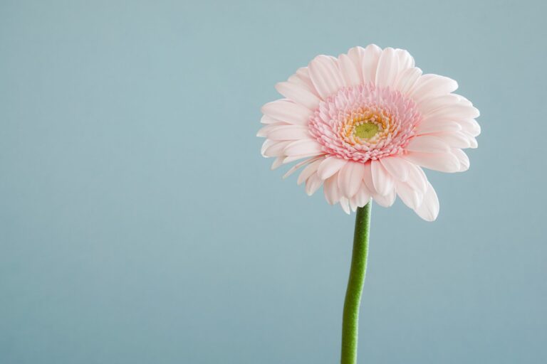 close up of single pink flower on blue background