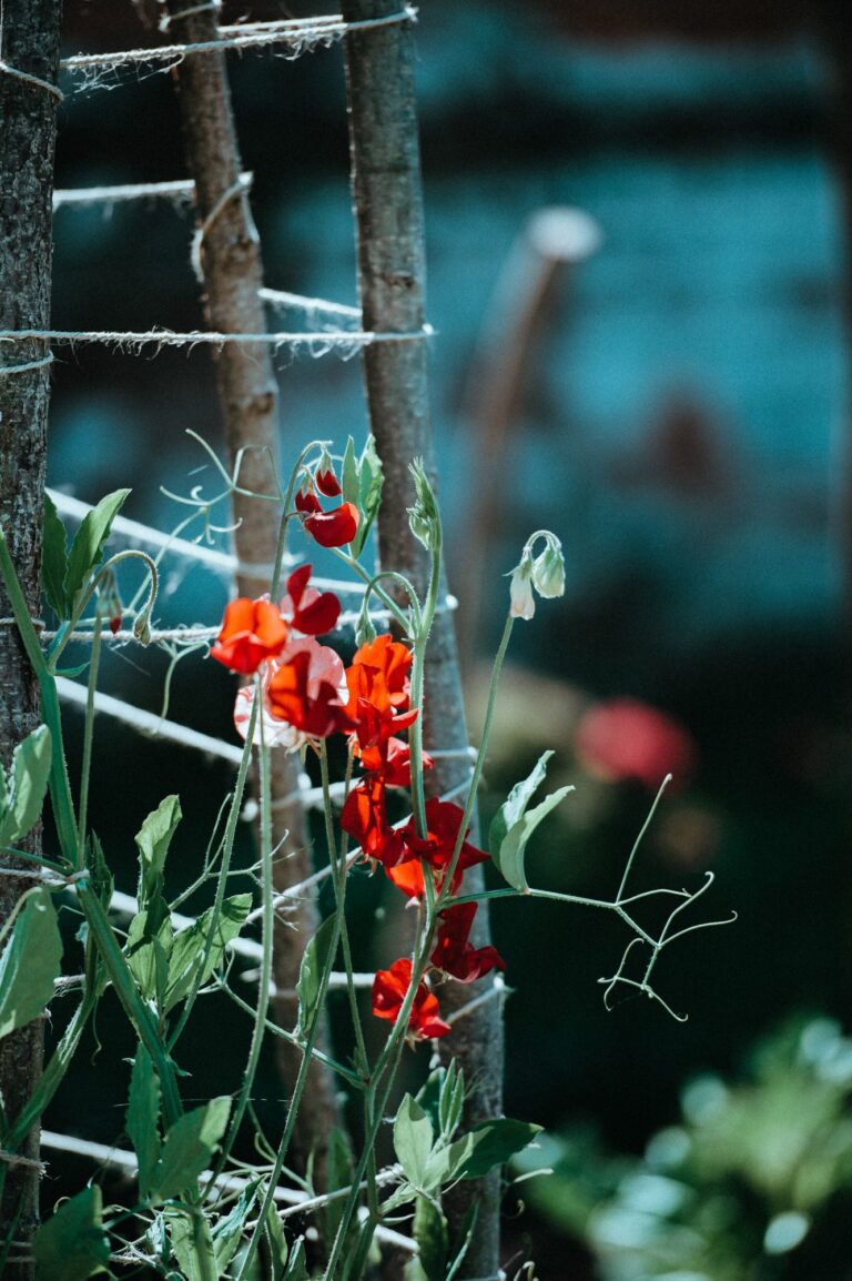 red flowers and twigs and leaves