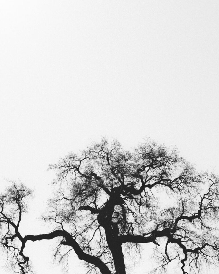 dark tree against white background