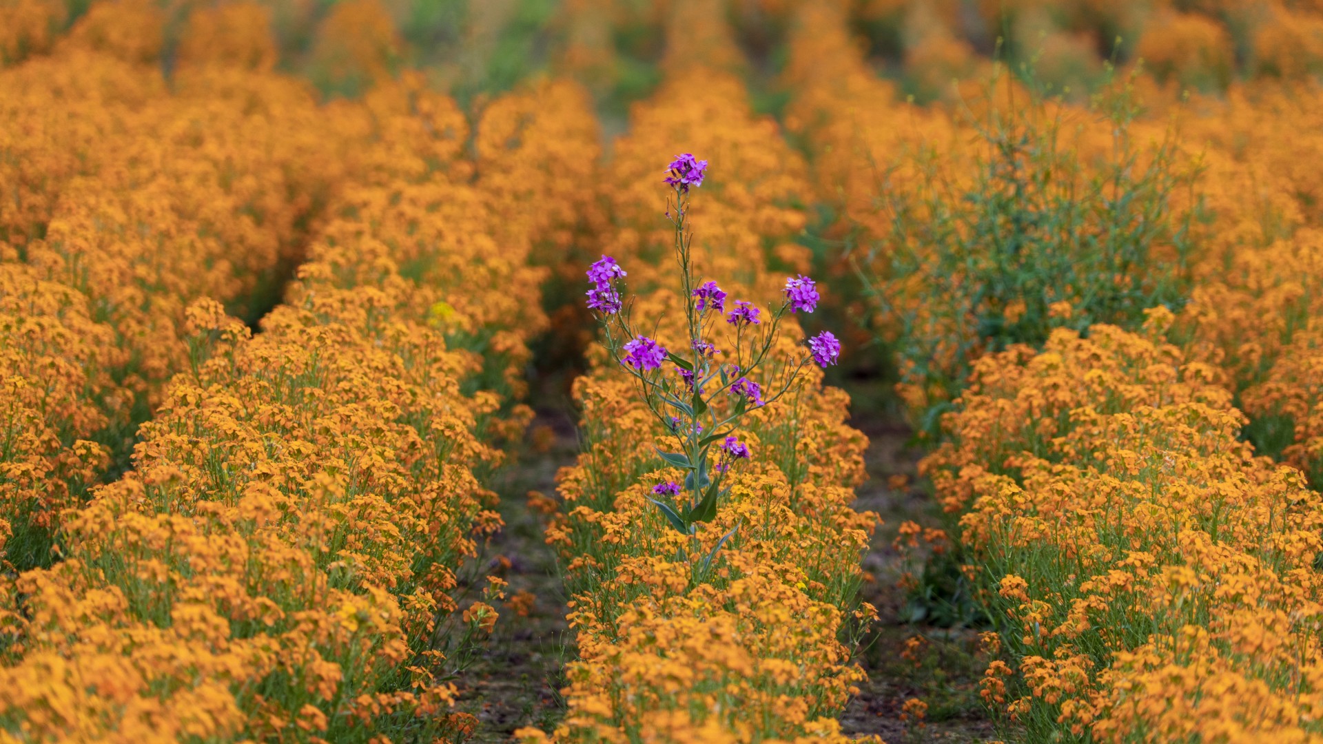 A field of orange wildflowers with a single stalk of purple flowers in the center.