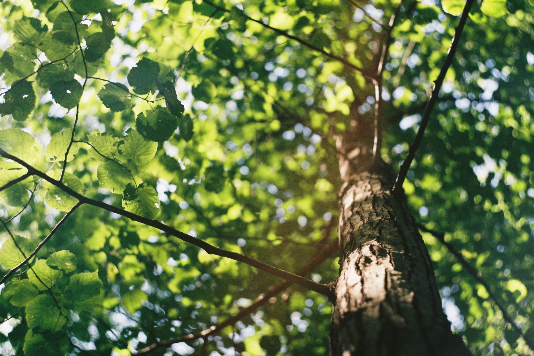 Tree canopy from below