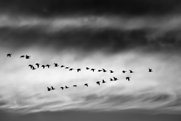 black and white photo of birds flying in v-formation