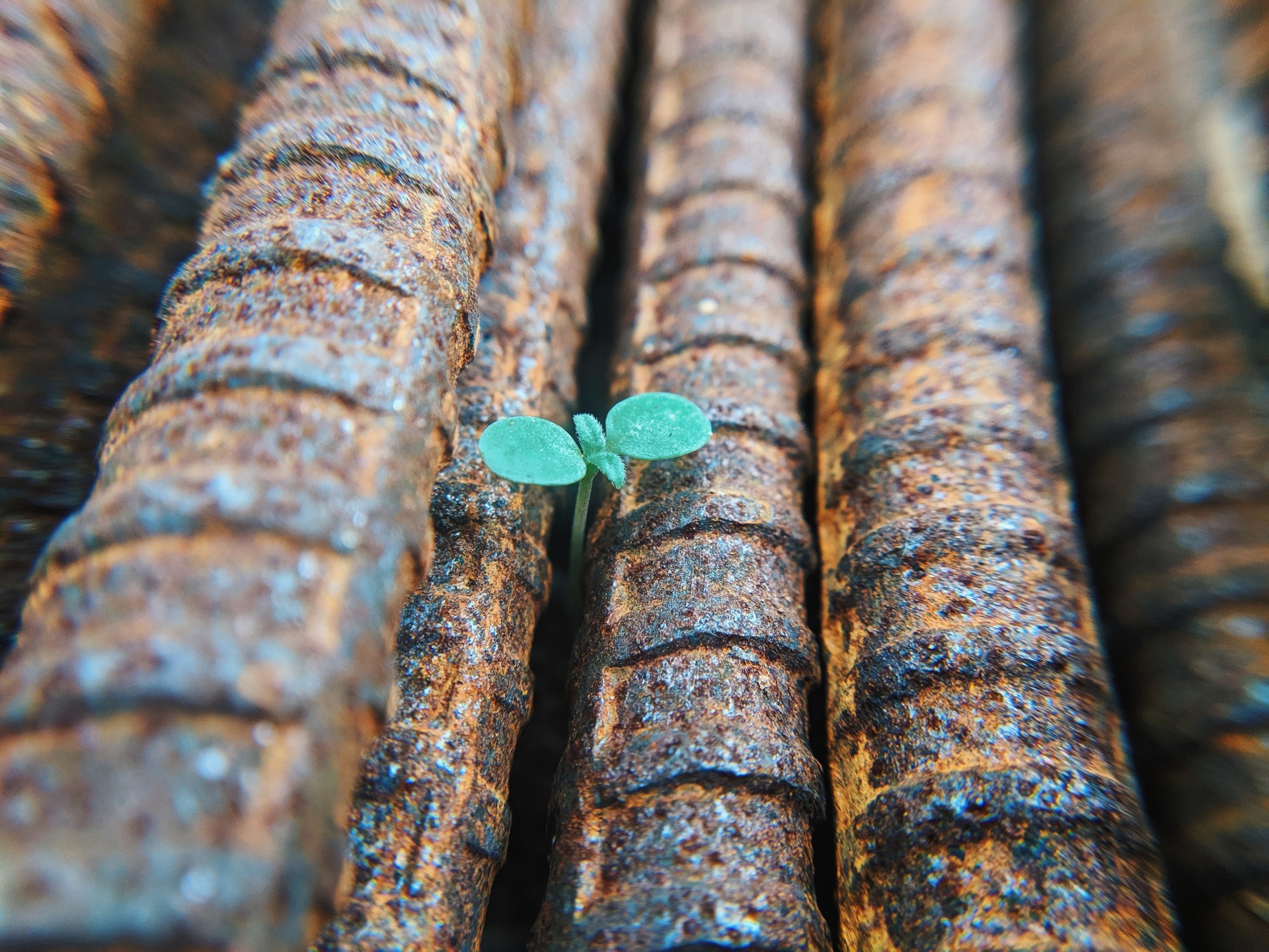 A tiny green plant grows between rusty metal bars, symbolizing resilience and hope.