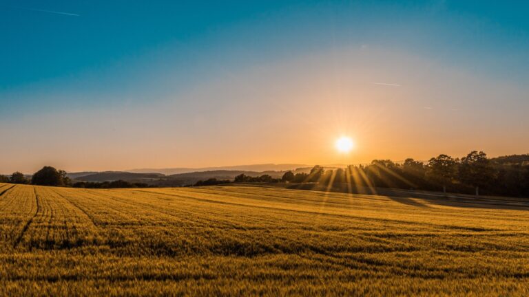 sun shining on golden fields