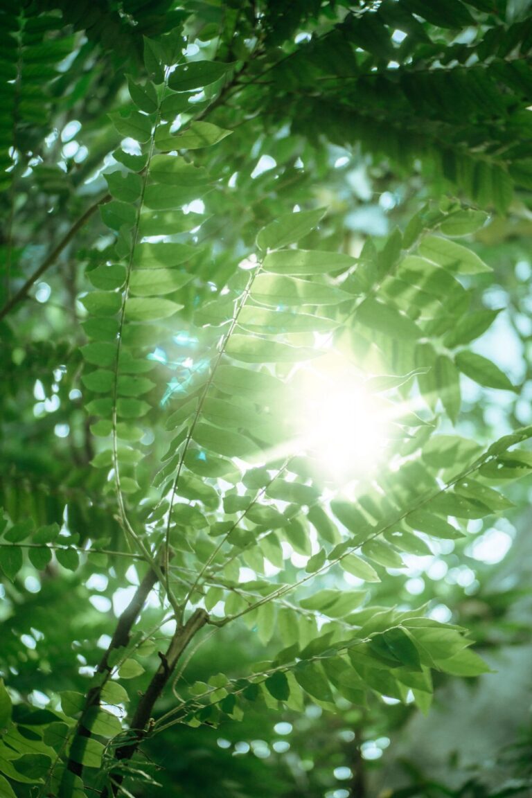 sun through fern-like leaves