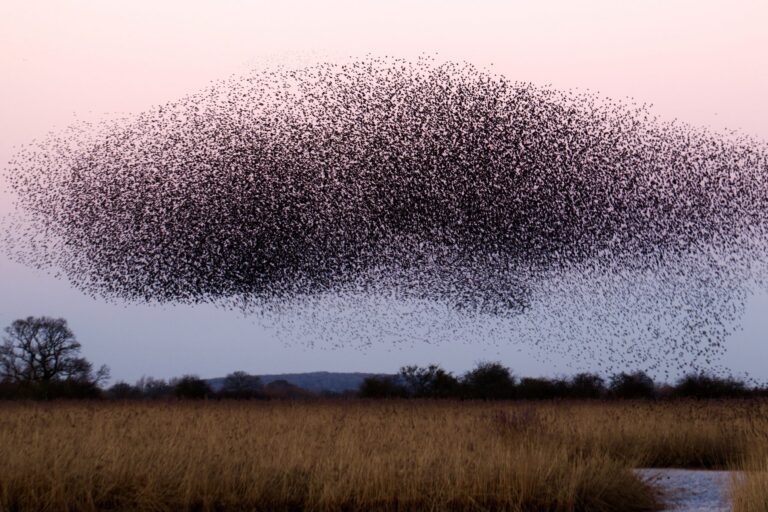 swarm above field