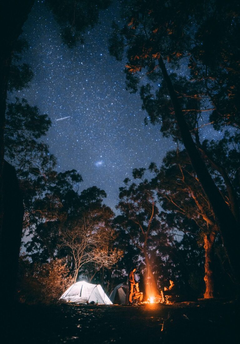 view of stars from among trees