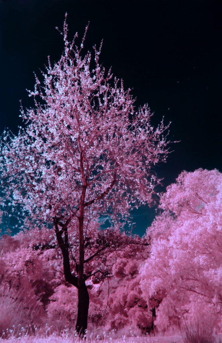 trees with pink blossoms against dark sky