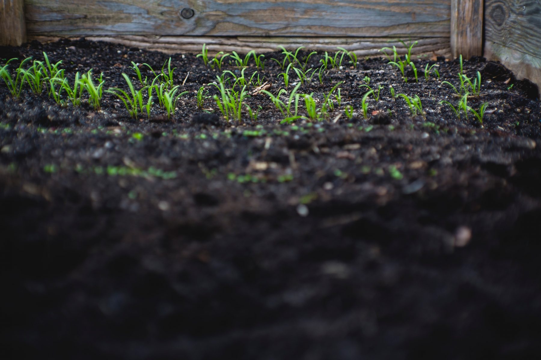 dark soil with a little grass growing