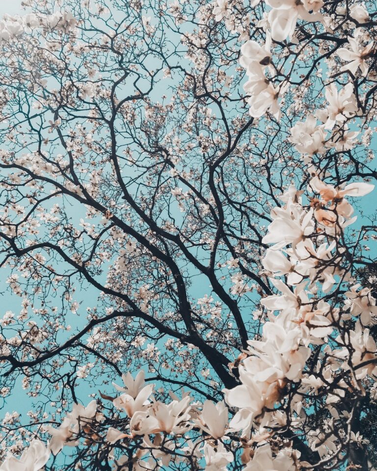 cherry blossom trees against turquoise sky