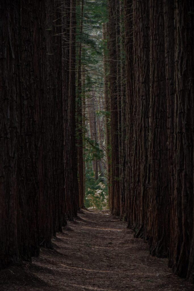 obstructed view of woods