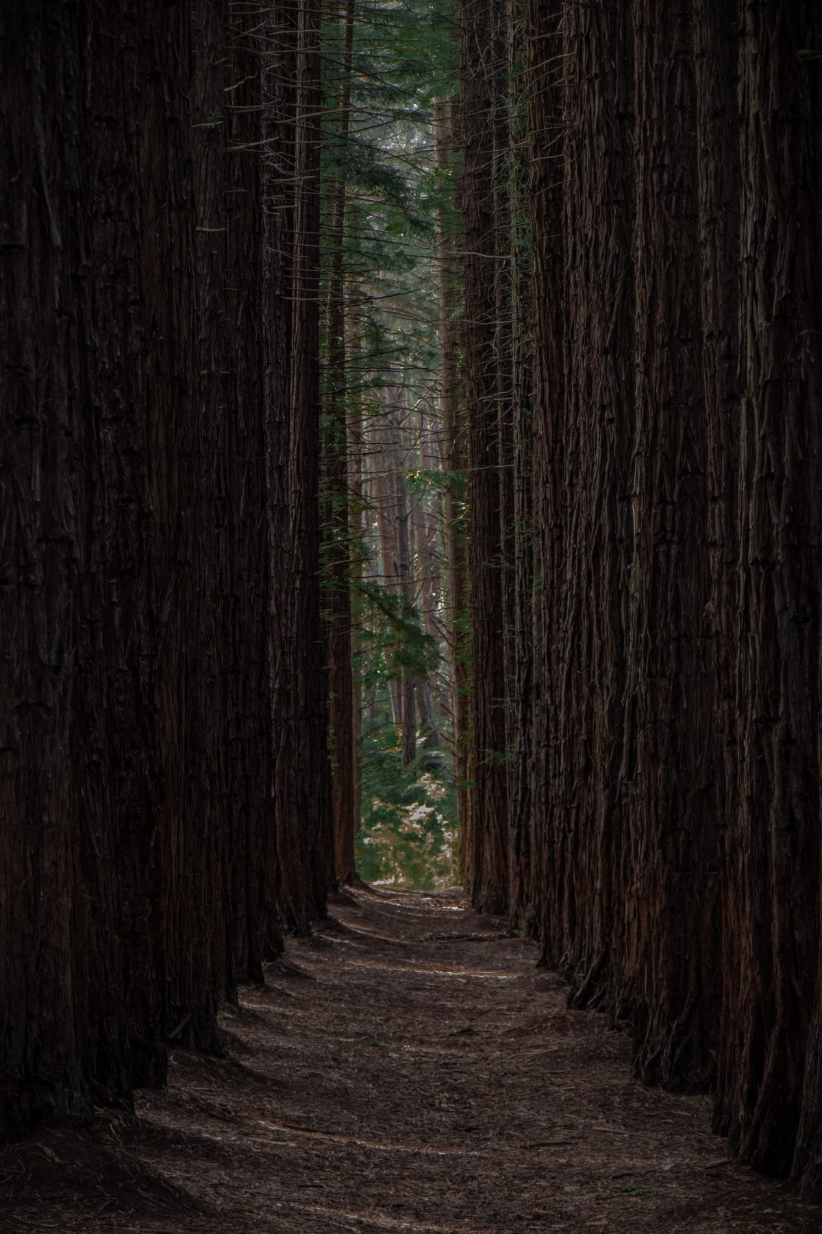 obstructed view of woods