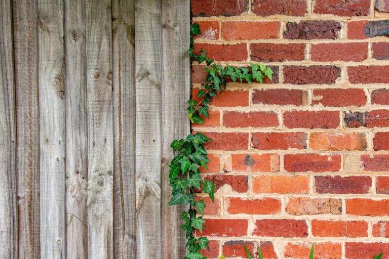 vine growing between wood fence and brick wall