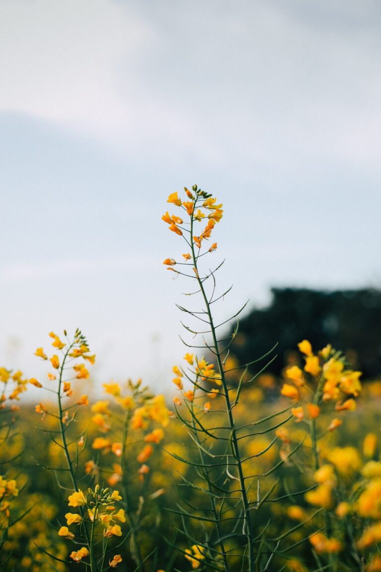 yellow flowers in field