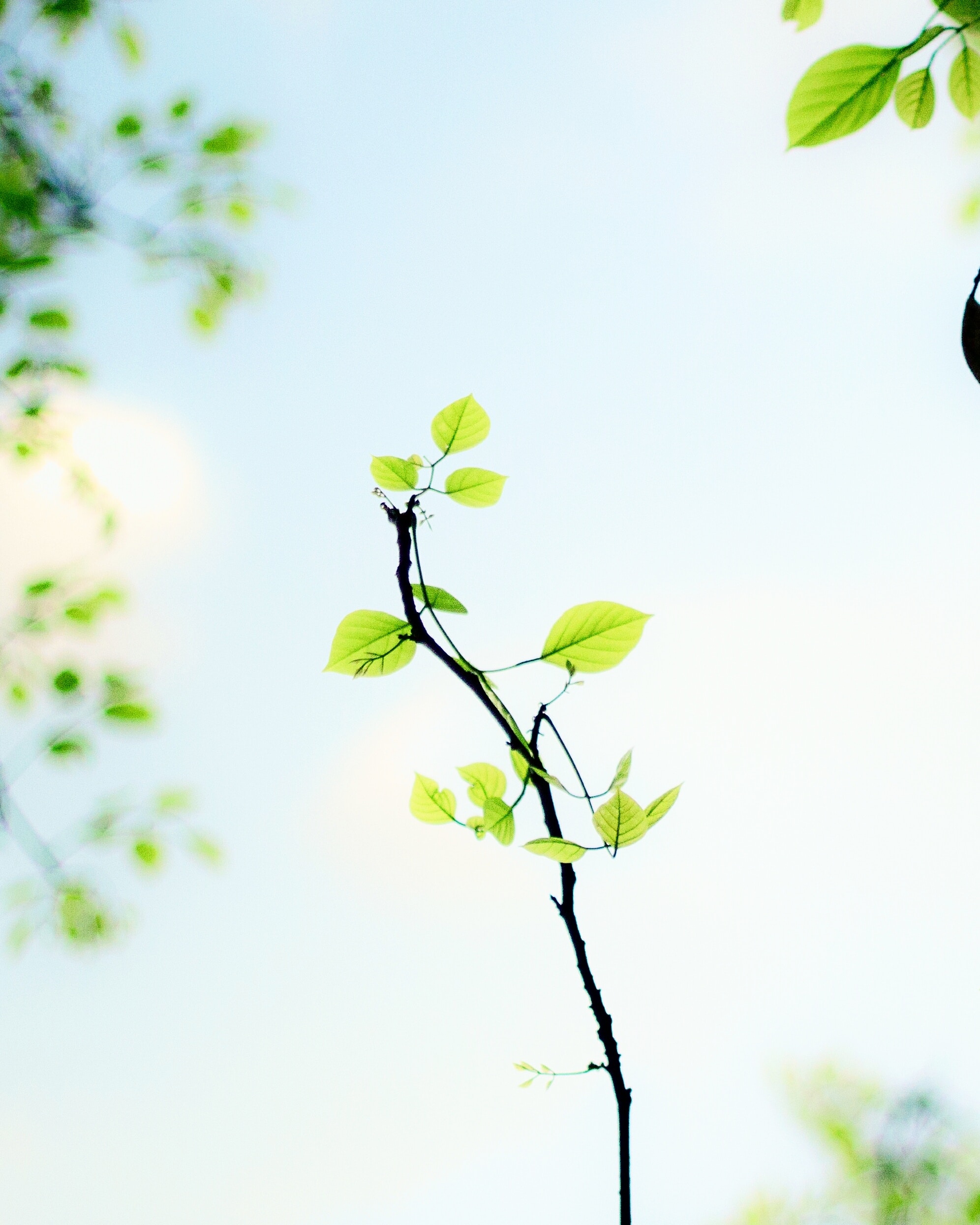 small branches and leaves, bright blue sky