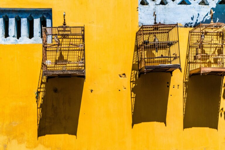 hanging bird cages against bright yellow wall