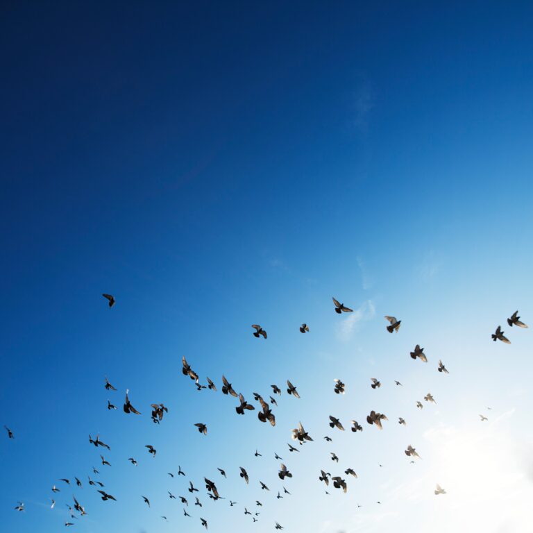 birds in the sky from below