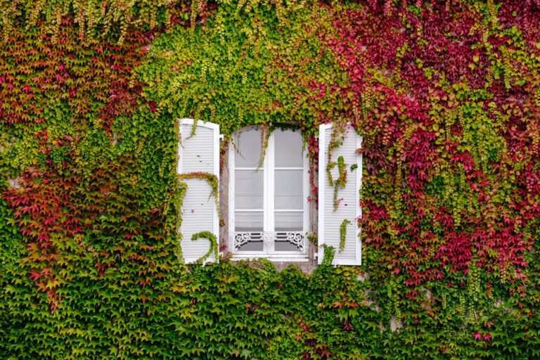 ivy-covered wall with window in center