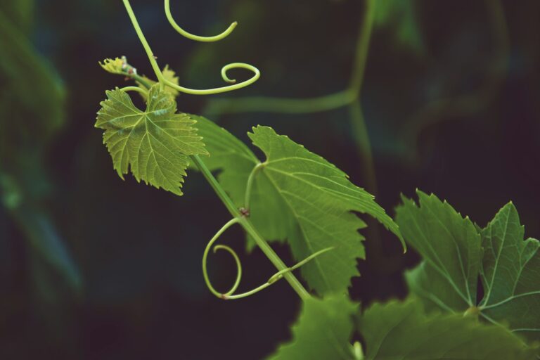 leaves on vine