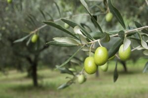 Olive branch with green olives