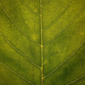 Close up of leaf veins and texture