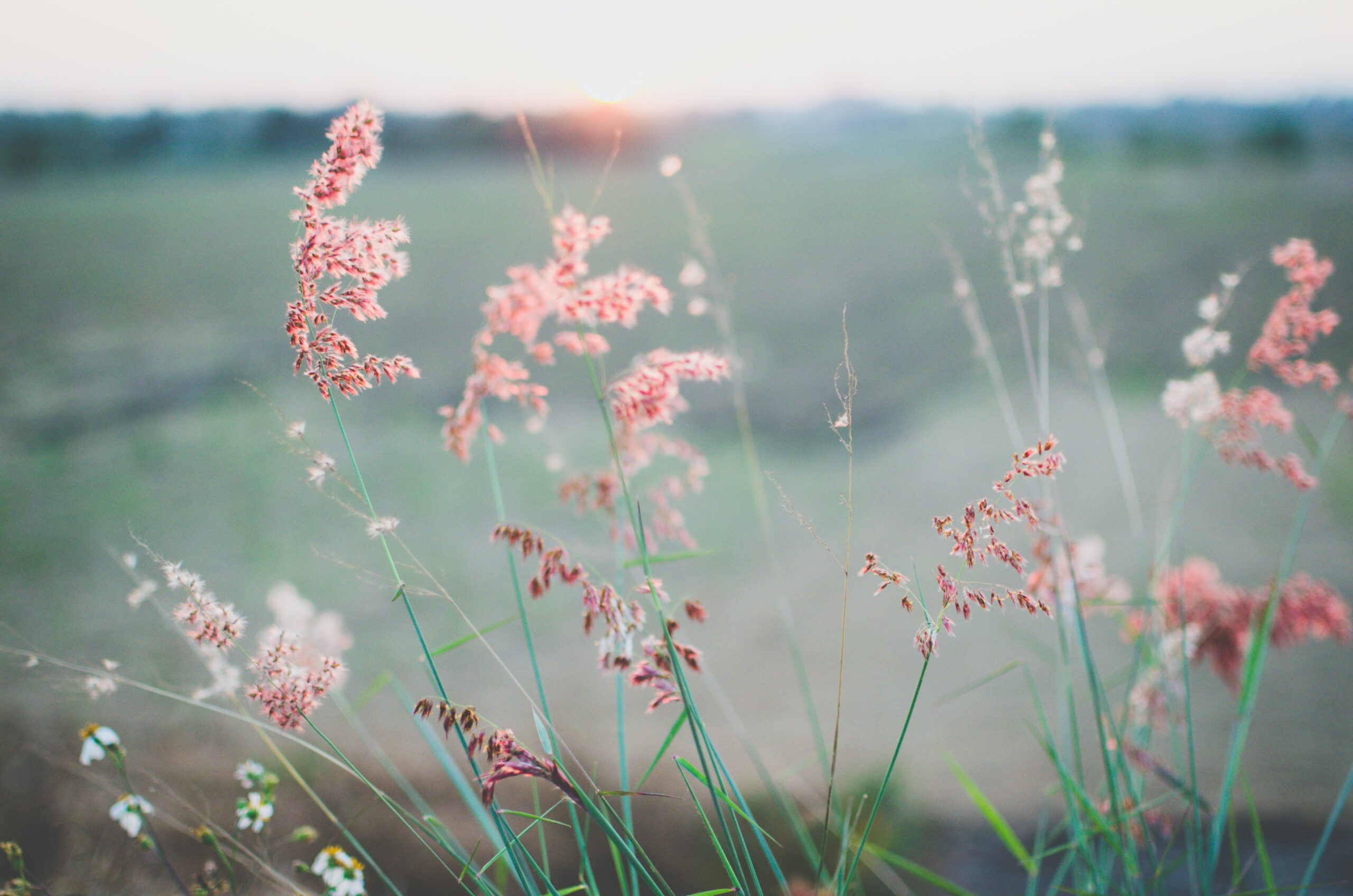 Pink wildflowers sway gently in a field at sunset, with the sky softly glowing in the background.
