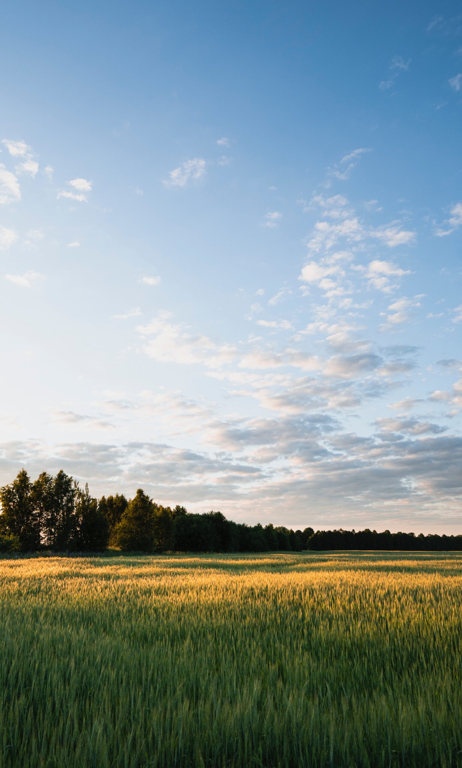 A field of green wheat under a blue sky with scattered clouds, bordered by a line of trees in the distance.