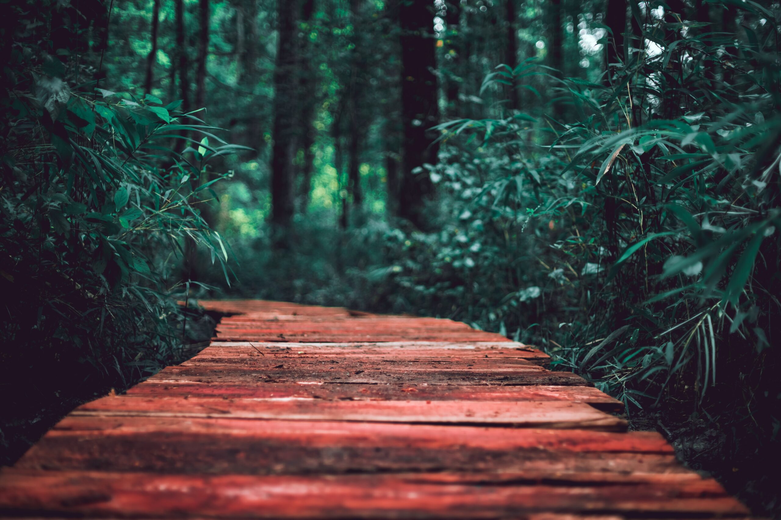 A narrow wooden path leads through a lush, green forest.