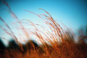 Tall golden grass swaying gently under a clear blue sky.