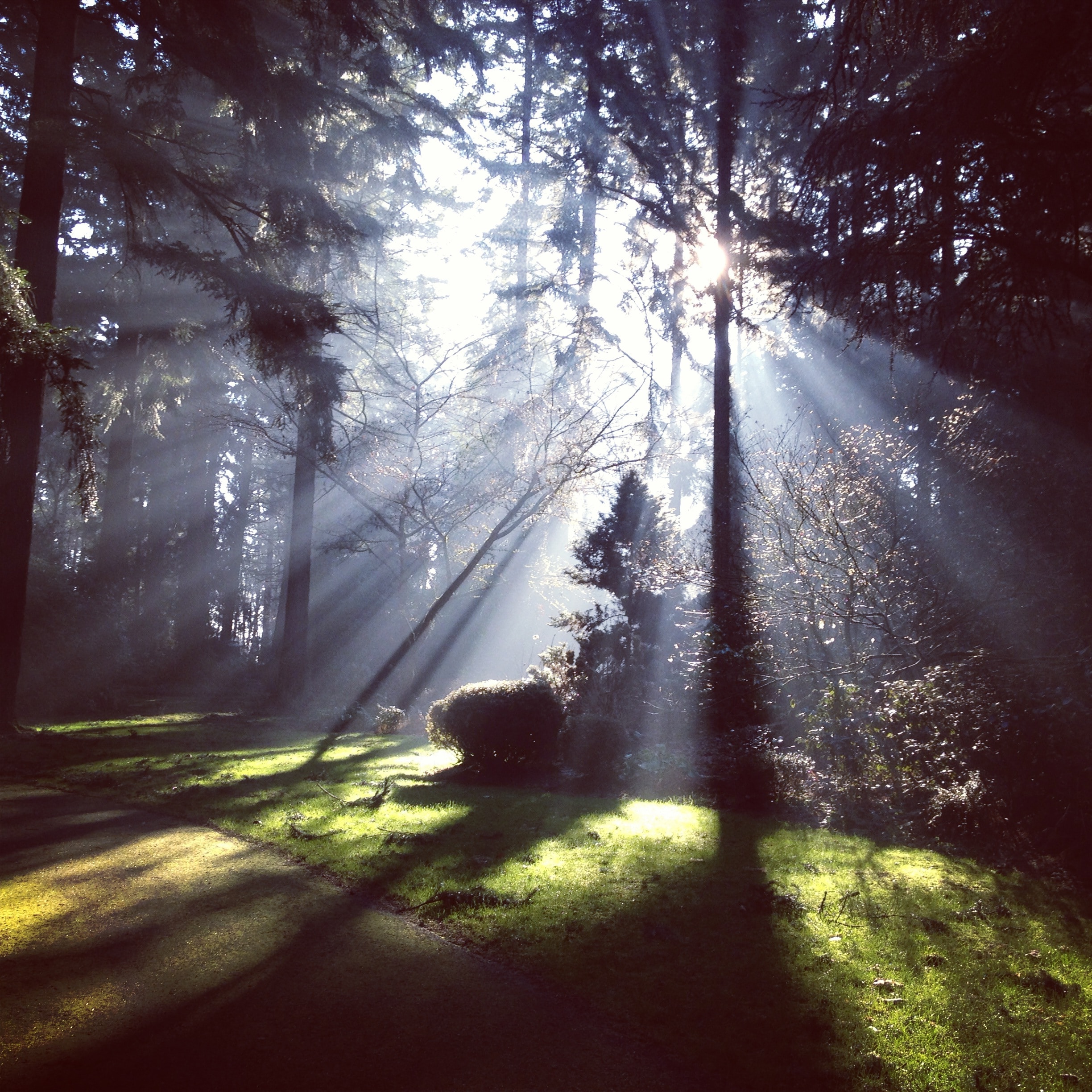 Sunlight streaming through tall trees in a forest, casting long shadows on a lush green meadow.