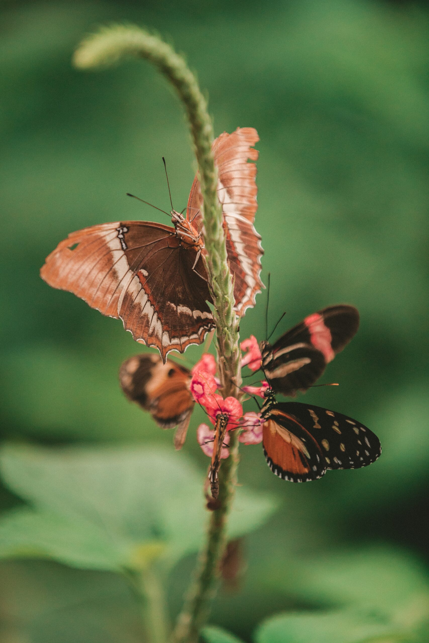 Butterflies with brown and orange wings perched on a pink flower against a green blurred background.