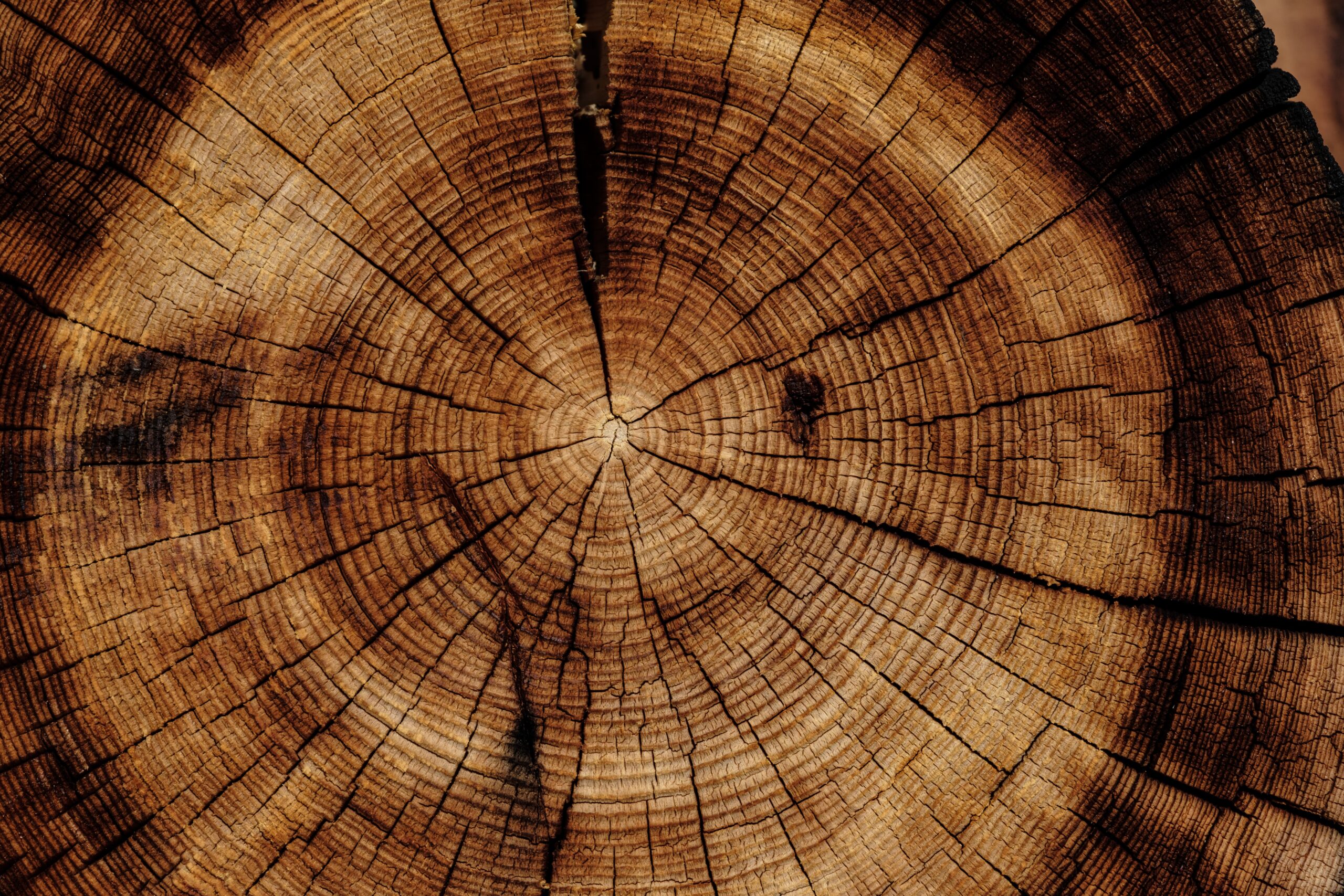 Close-up of a tree trunk cross-section showing concentric growth rings and radial cracks in varying shades of brown.