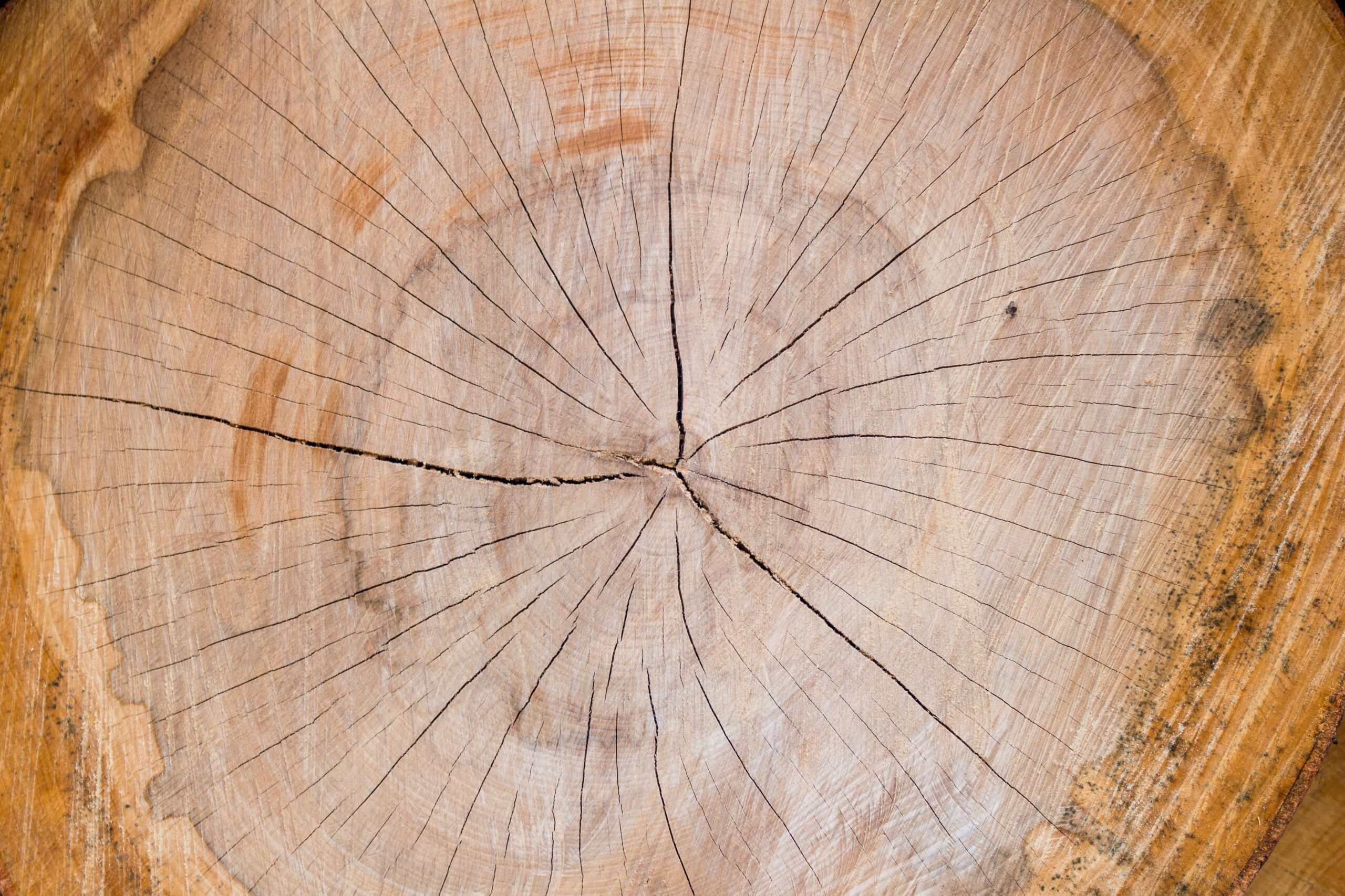 Close-up of a tree stump with visible growth rings and cracks on a wooden surface.