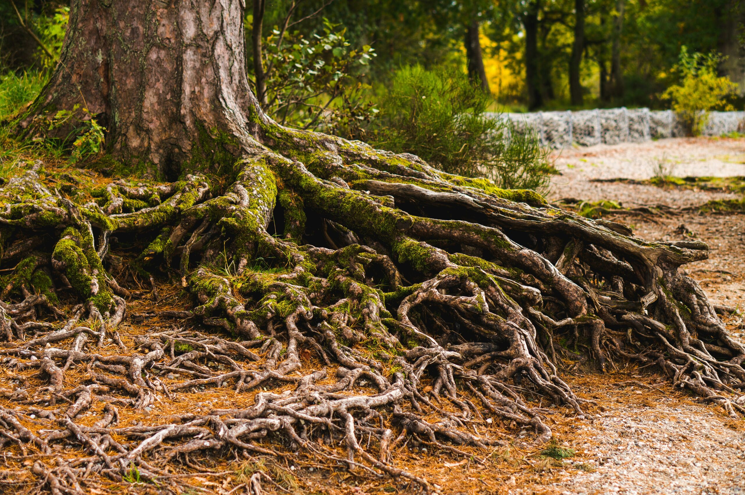 Exposed tree roots spread across the ground in a forest setting.