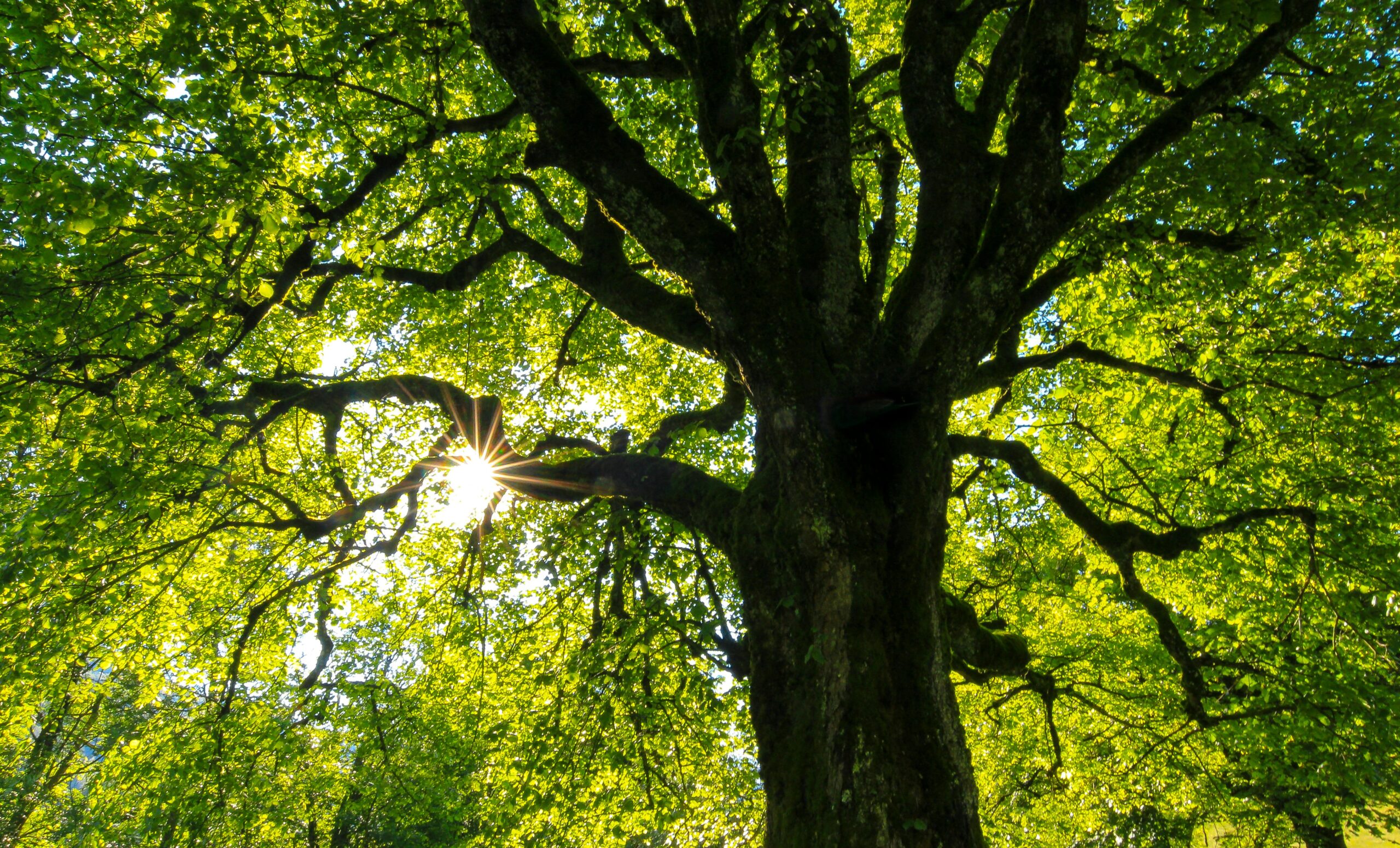 Sunlight filters through a lush tree canopy with sprawling branches.