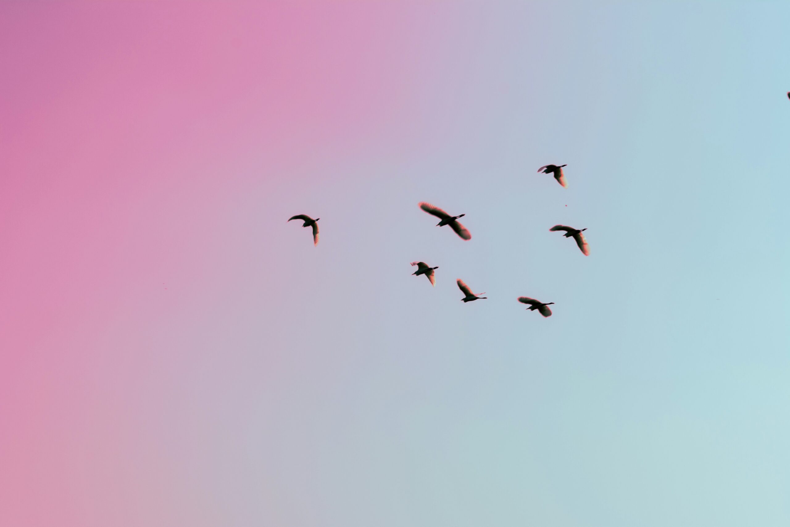 Silhouettes of birds flying across a gradient sky transitioning from pink to blue.