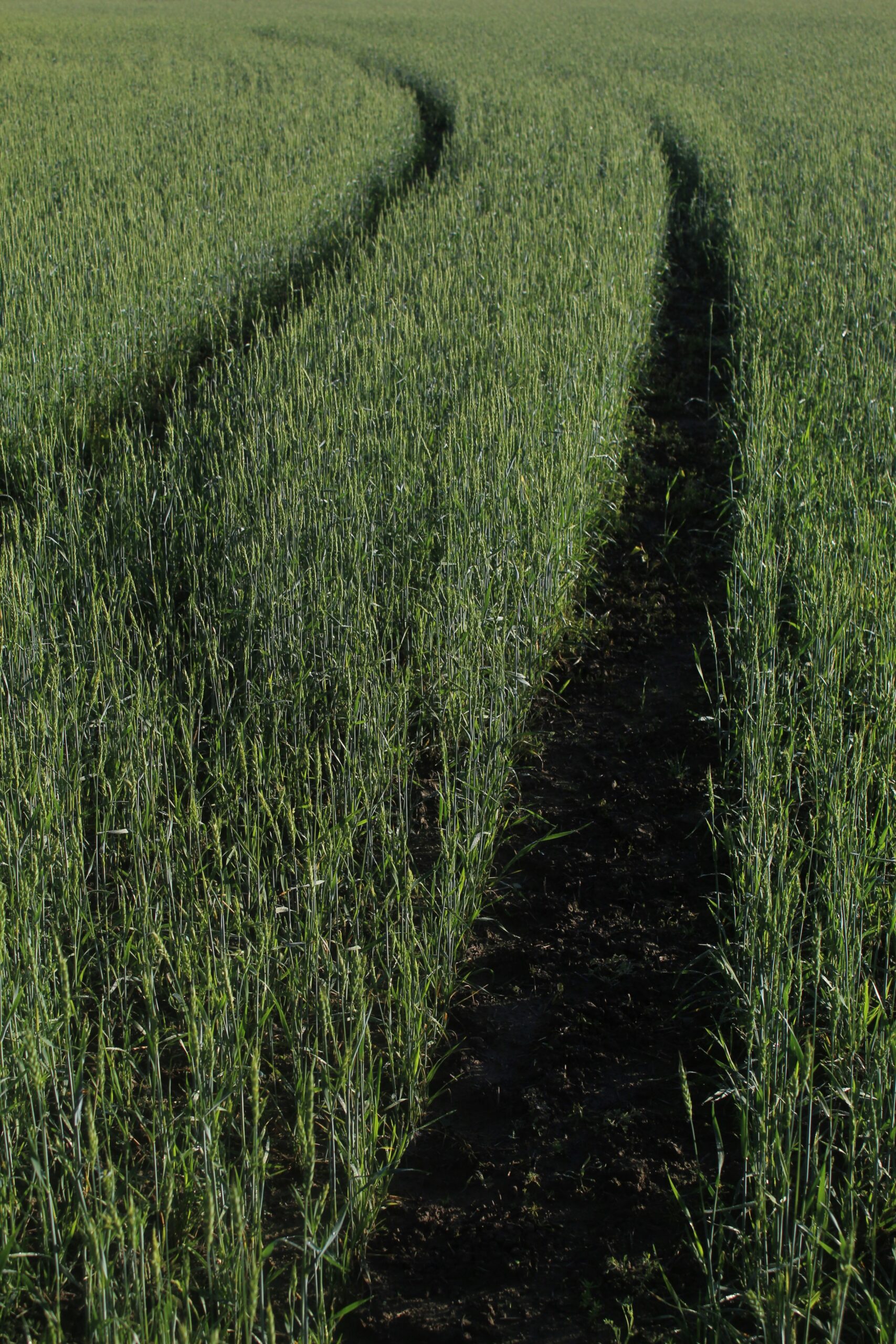 Close-up of green wheat field with visible tire tracks curving through the crops.