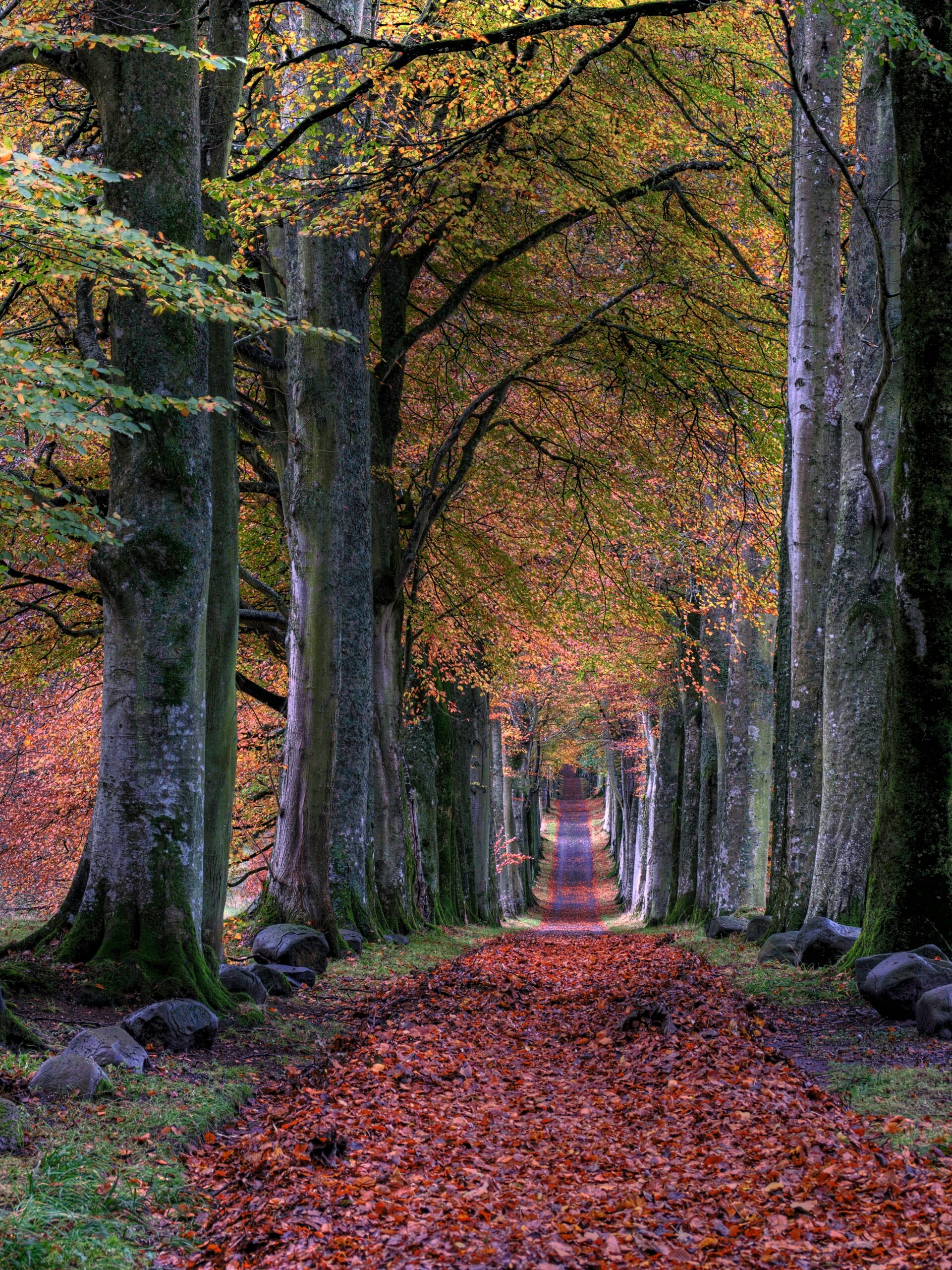 A scenic forest path with tall trees and a carpet of autumn leaves.