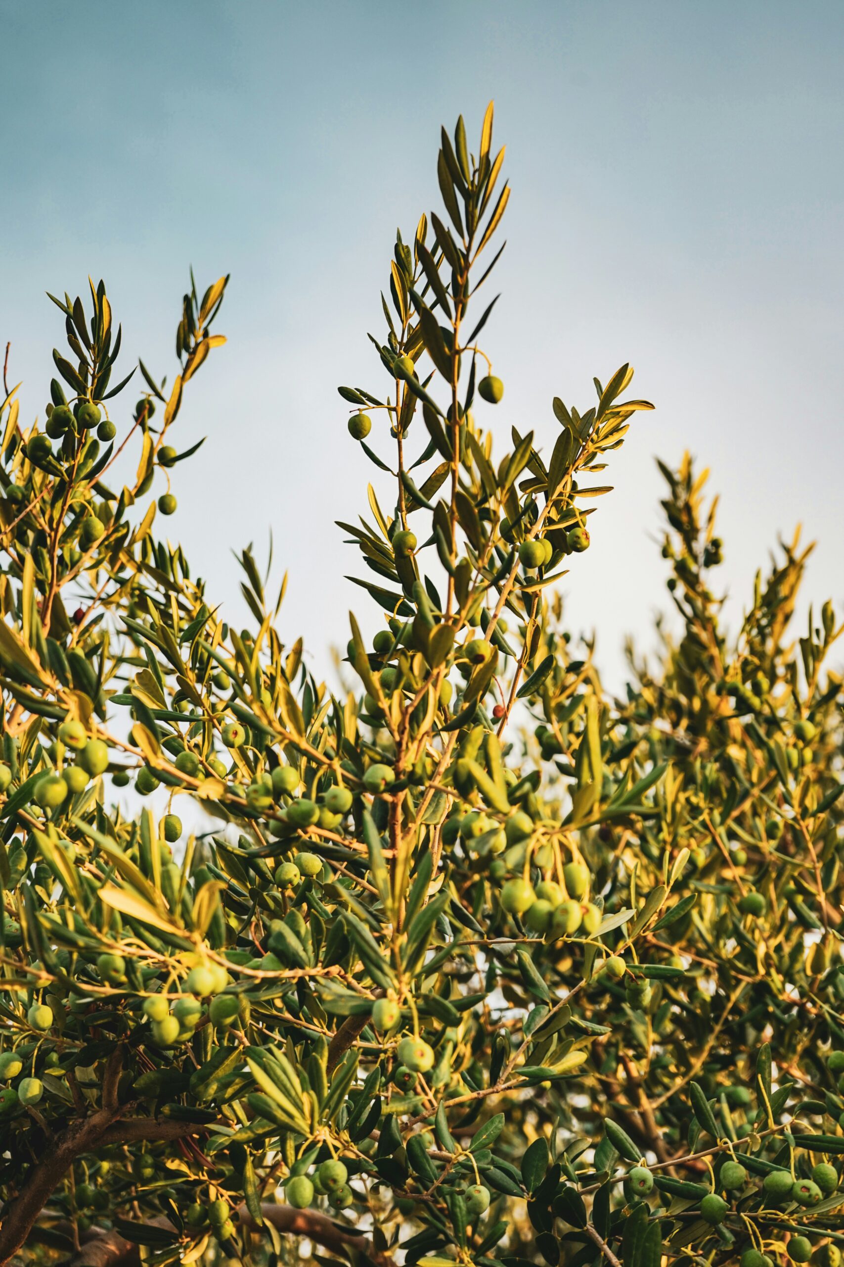 Olive tree branches with green olives against a blue sky.
