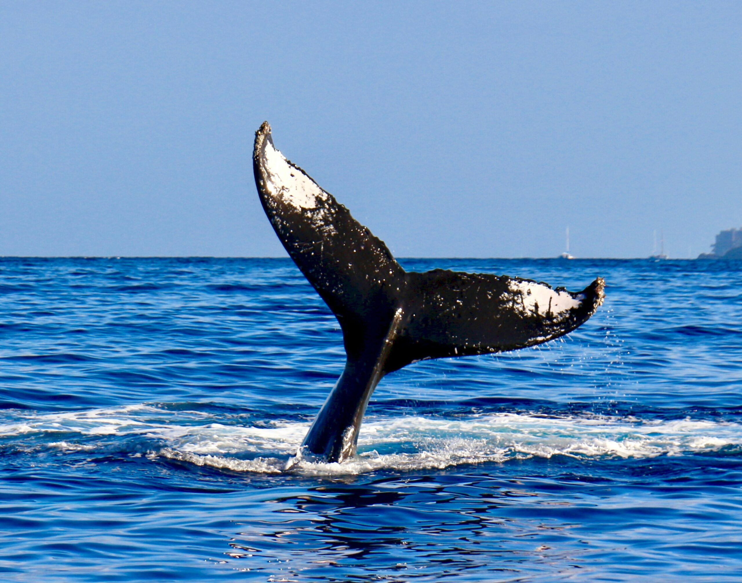 A whales tail emerges from the blue ocean as it dives, creating ripples in the water under a clear sky.