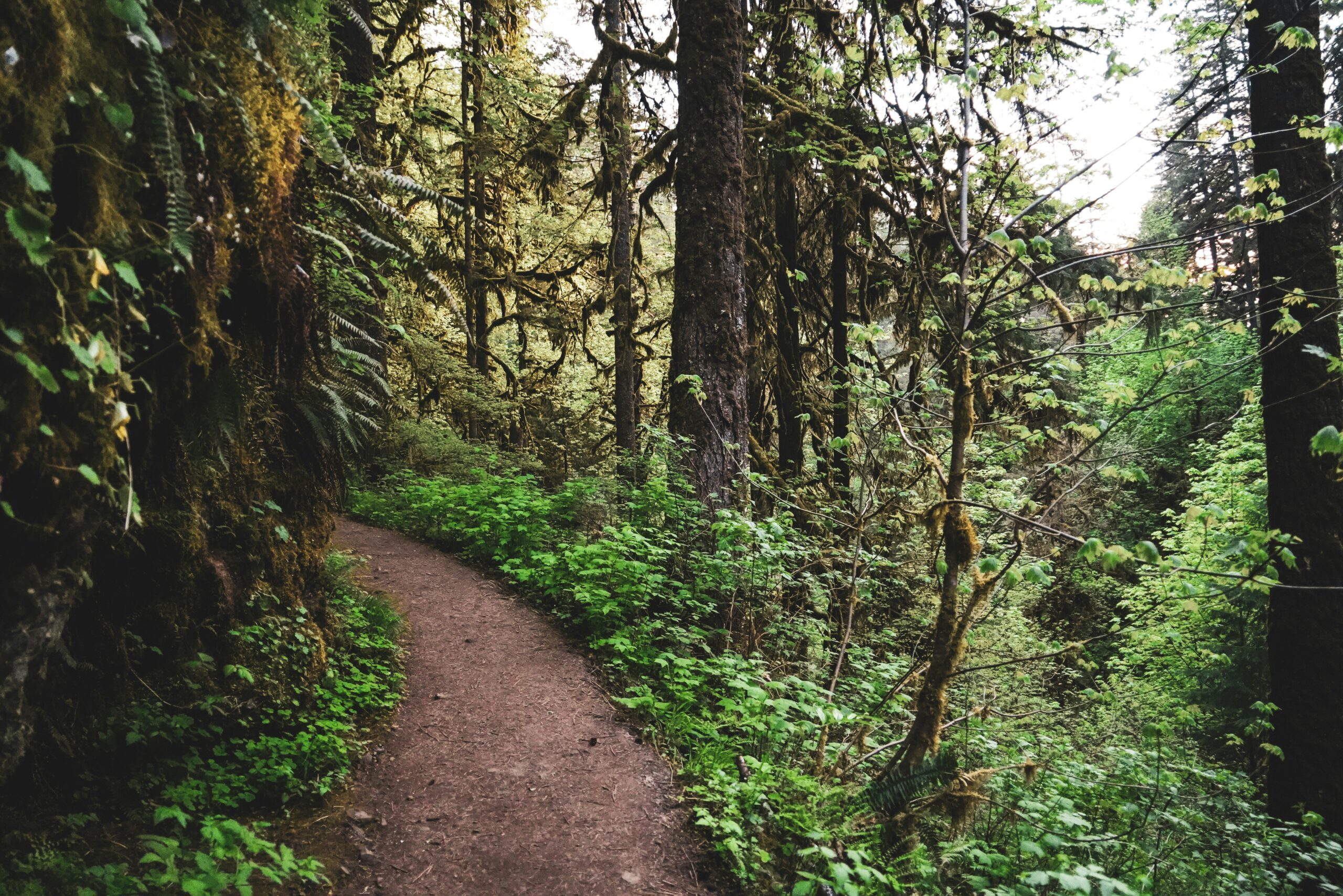 Forest path surrounded by lush green trees and foliage.