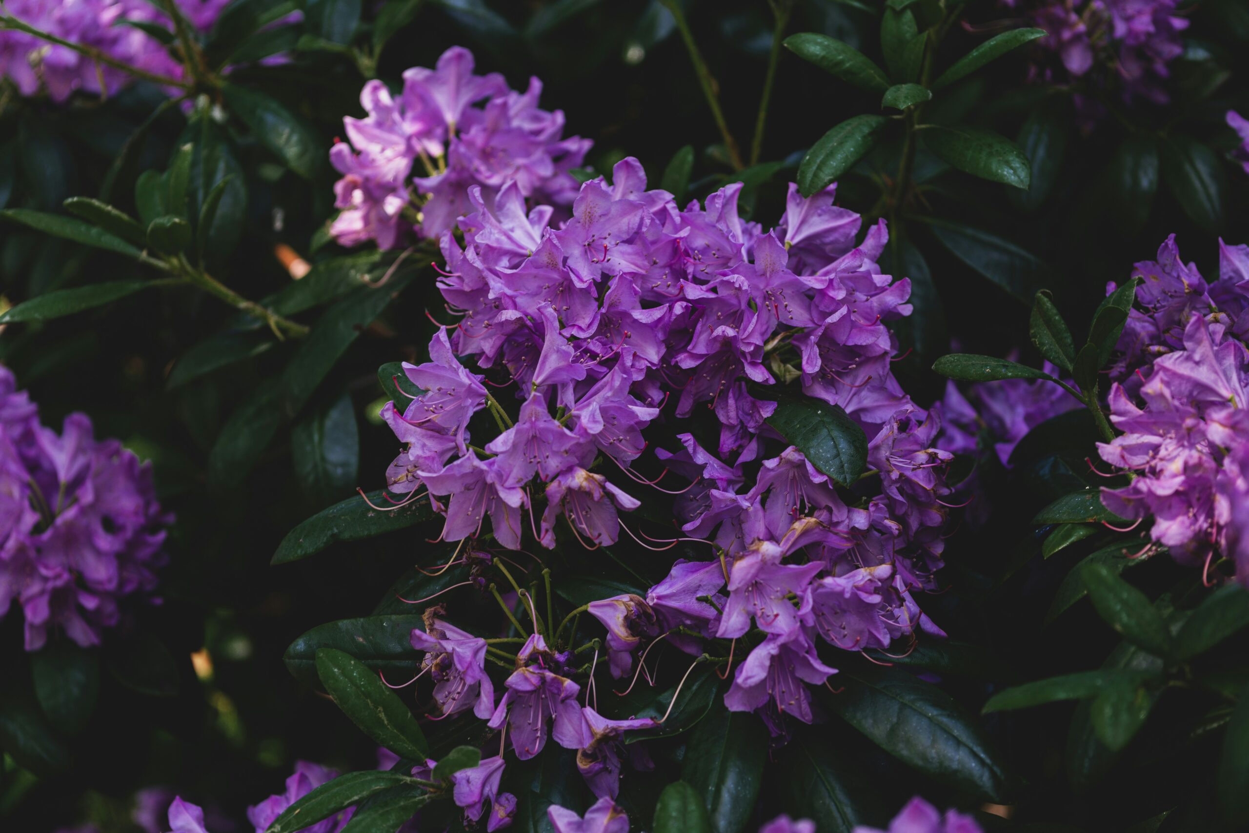 Close-up of vibrant purple rhododendron flowers surrounded by dark green leaves.