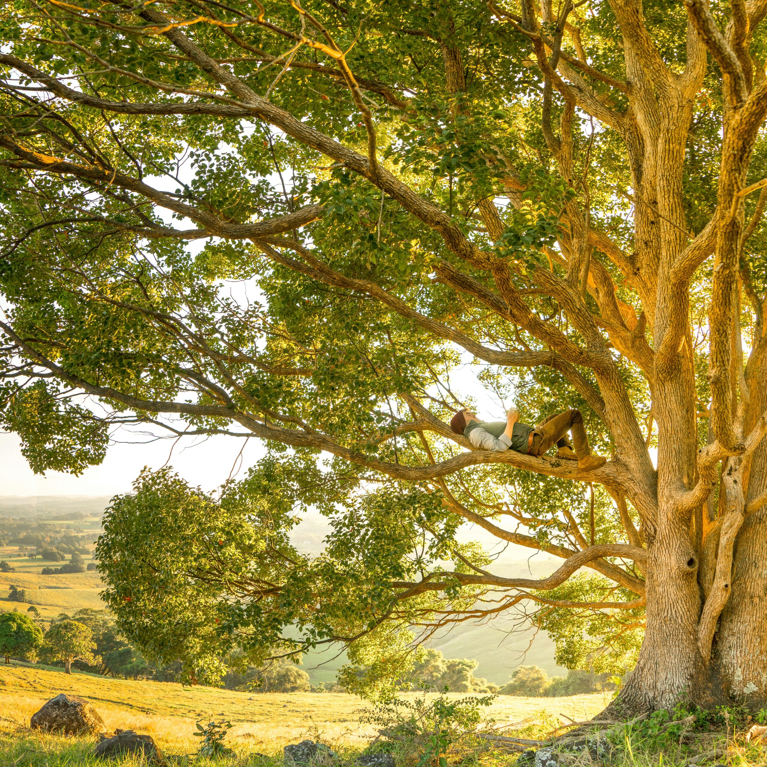 A person relaxes on the branch of a large, sunlit tree overlooking a scenic countryside landscape.