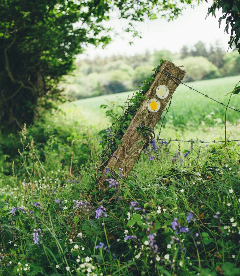 A wooden post with trail markers leans in a lush field surrounded by wildflowers and greenery.