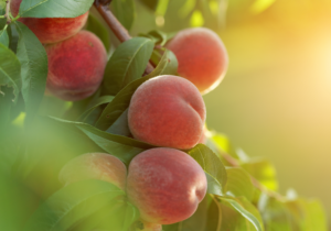 Ripe peaches hanging from a tree branch with green leaves and warm sunlight filtering through.